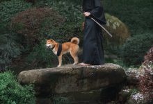 [YITUYU艺图语]2021.10.11 犬侍 老乔[20+1P／223MB]-妹子图